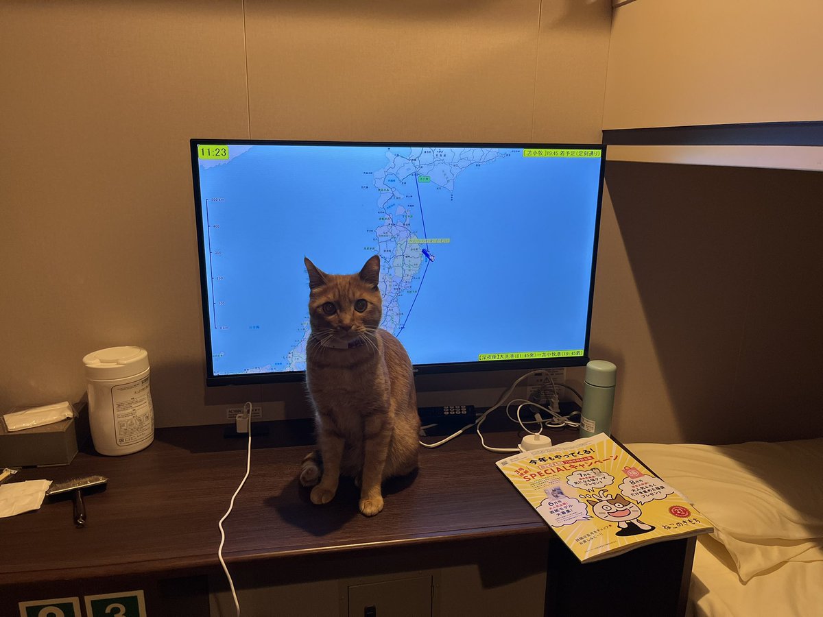 かめこ@rebel250 tweet media