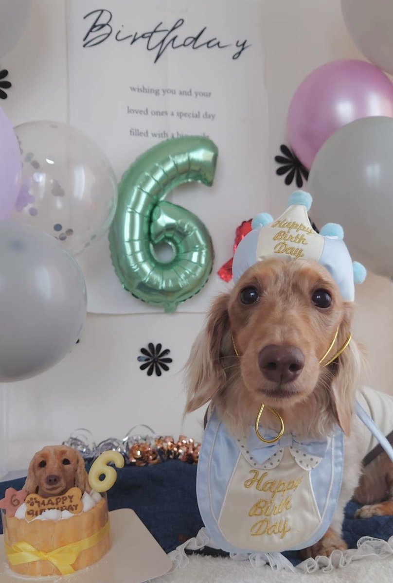 犬山ひろの tweet media