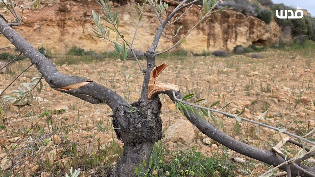 Motasem A Dalloul tweet media