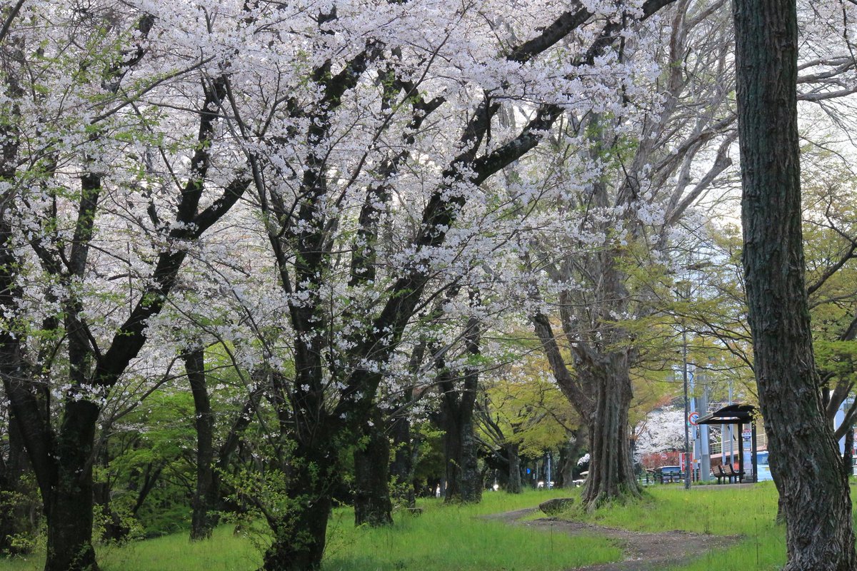 藤内 勝海 tweet media