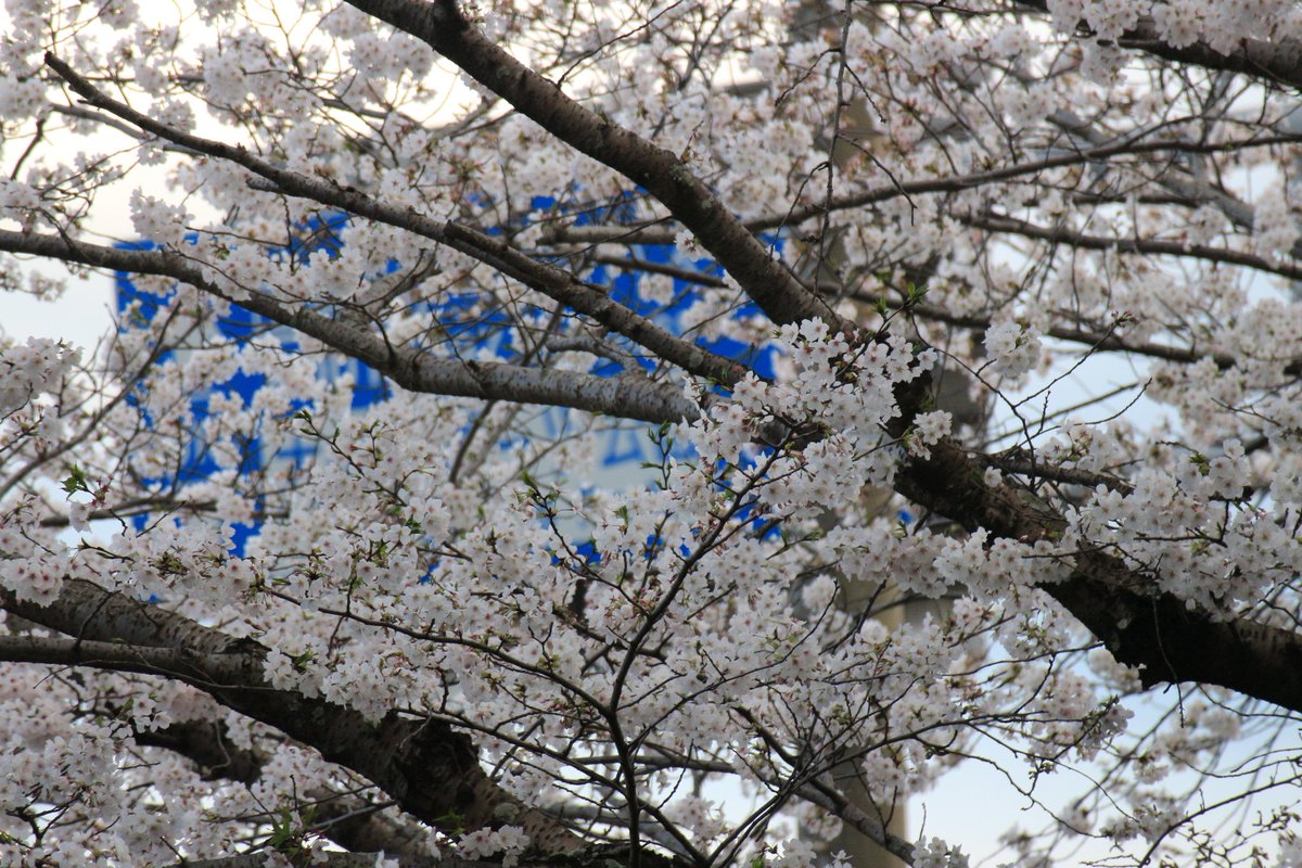 藤内 勝海 tweet media