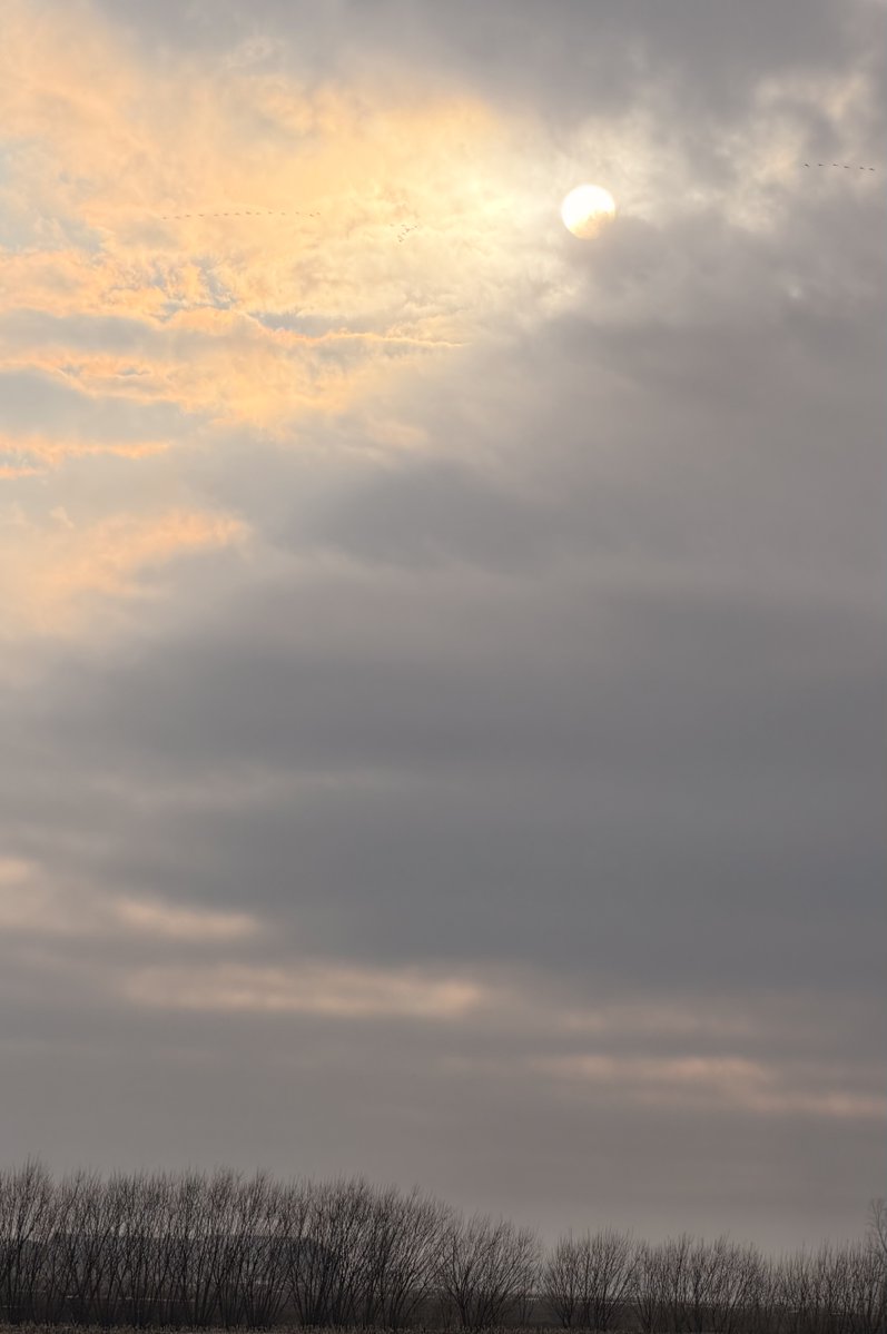 Danielle Bellemare tweet media