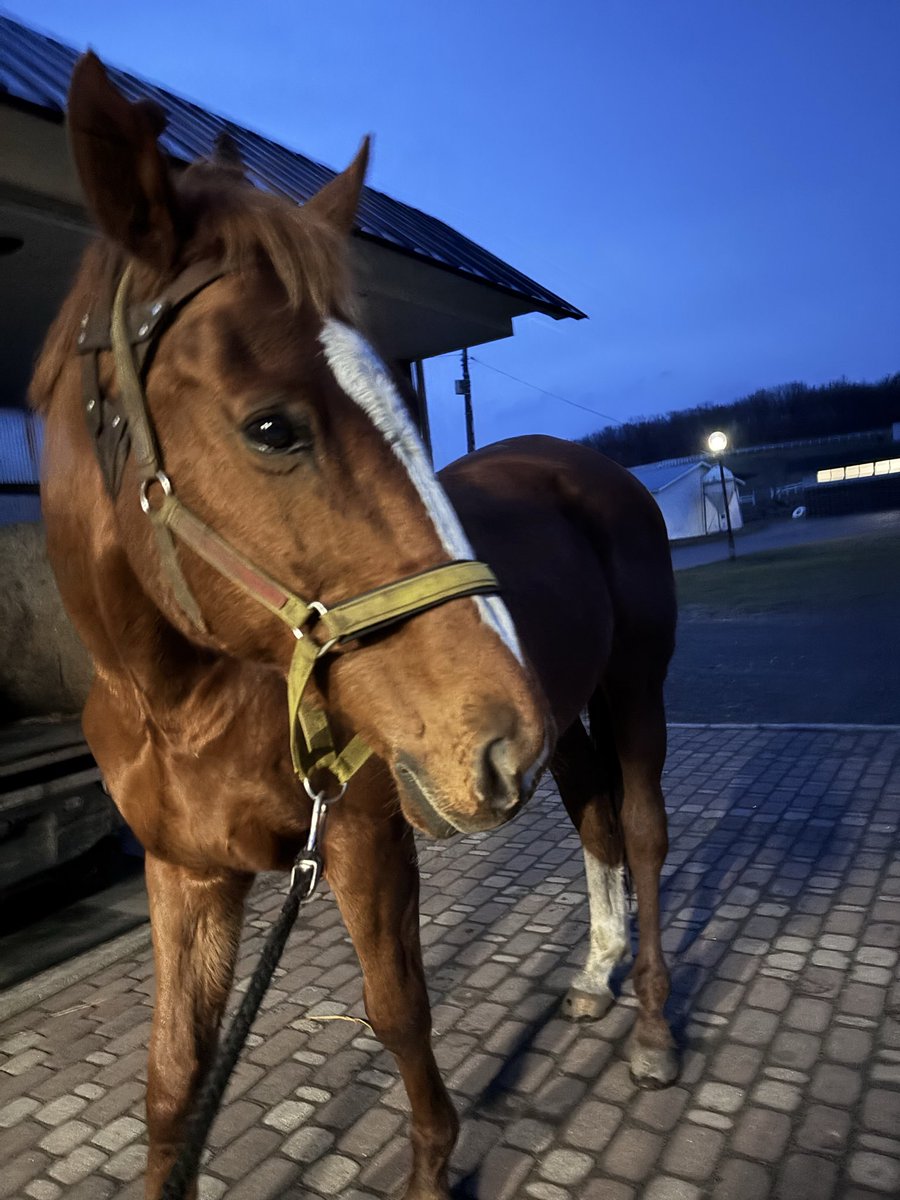 グリングリングラスの成長日記🐴 tweet media