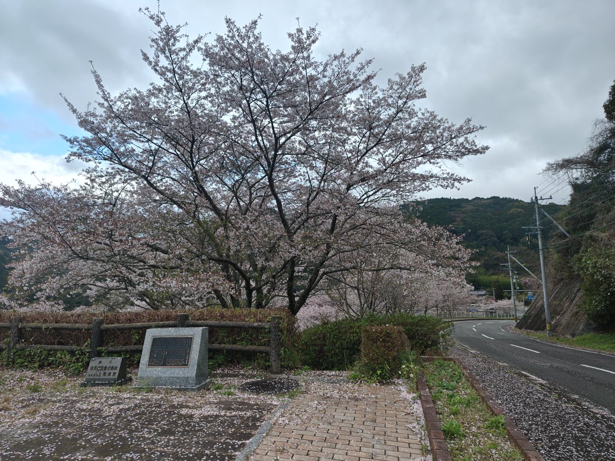 Yuki_55555's tweet photo. 昨夜から午前中に降った雨で、いつもの場所の桜は落下盛んでした。 https://t.co/PO24EgTXGS