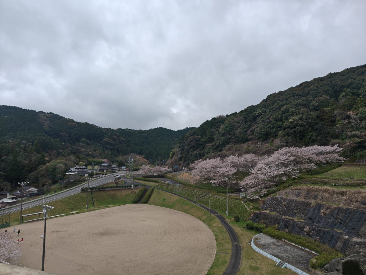 Yuki_55555's tweet photo. 昨夜から午前中に降った雨で、いつもの場所の桜は落下盛んでした。 https://t.co/PO24EgTXGS