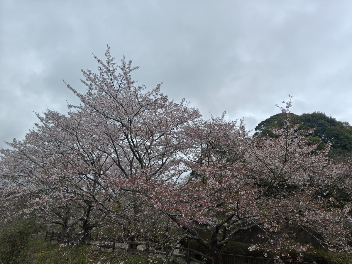 Yuki_55555's tweet photo. 昨夜から午前中に降った雨で、いつもの場所の桜は落下盛んでした。 https://t.co/PO24EgTXGS