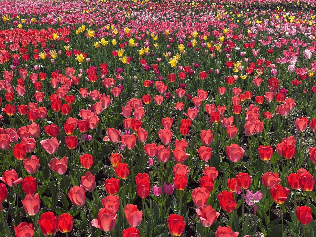 そらのそらもよう tweet media