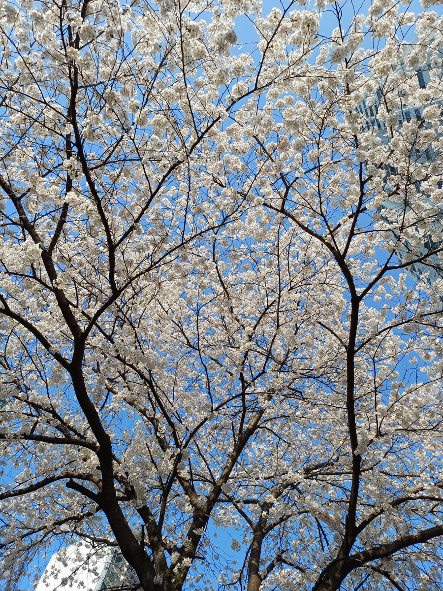 떠도는 별 tweet media