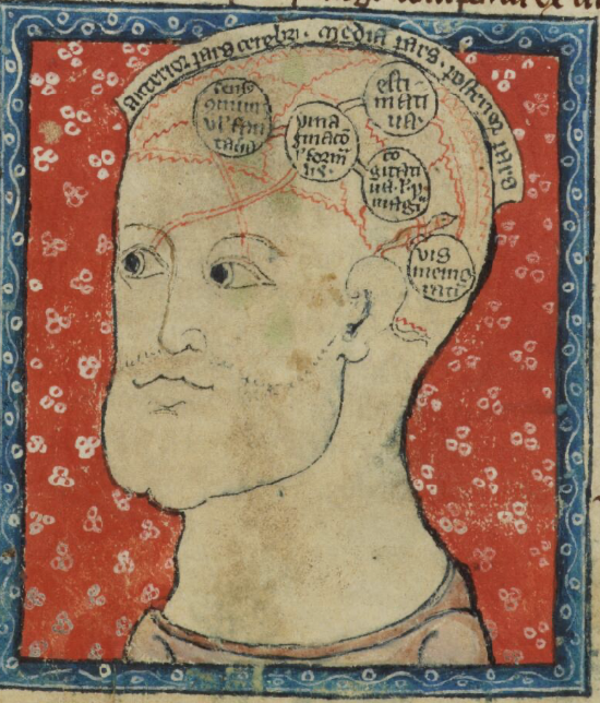PiersatPenn's tweet image. Medieval diagram of the human brain with five cells representing the five 'powers' of thought: the common or imaging sense, imagination, estimation, cogitation and memory. #science #medieval

CuL MS Gg.1.1 (England, early 14th c)
