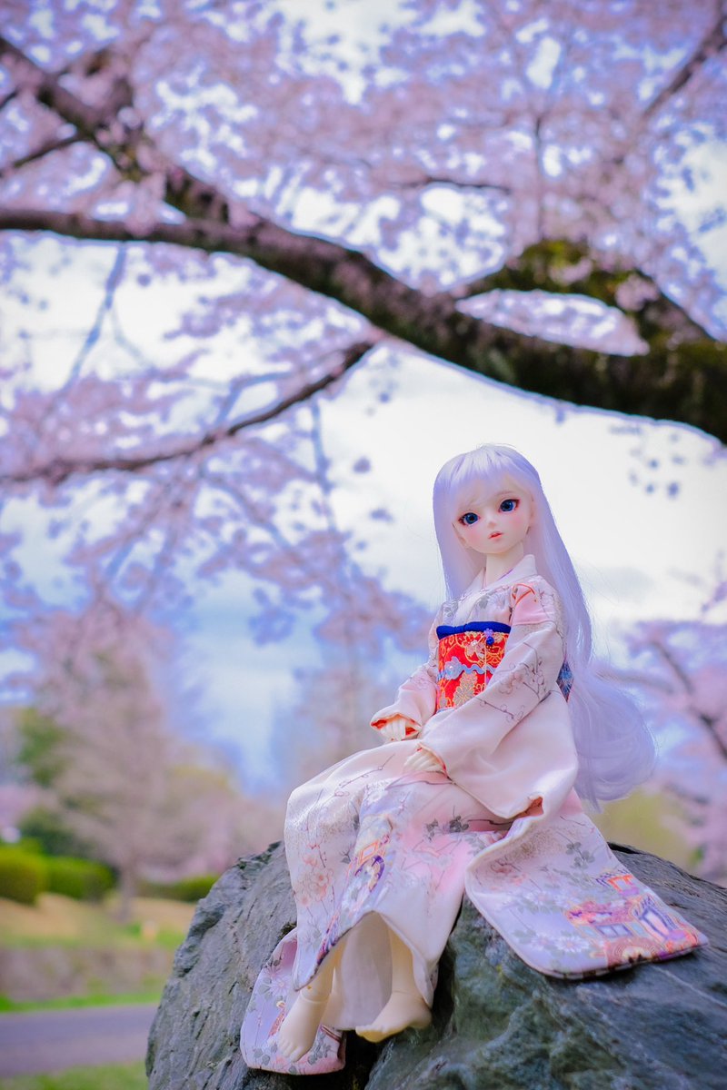 桜と祈叶ちゃん！🪞🌸✨✨

昨年ご縁をいただいたお着物やっとお披露目できました🫶💕
素敵すぎる美しすぎる😭🙌✨

#紫陽花着物
#ドールと桜
#sd_f_107