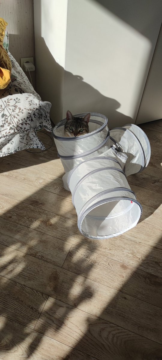 Хурма tweet media