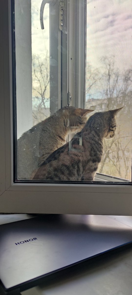 Хурма tweet media