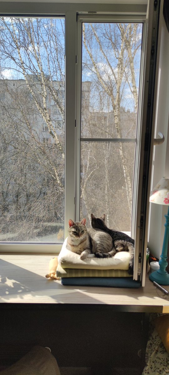 Хурма tweet media