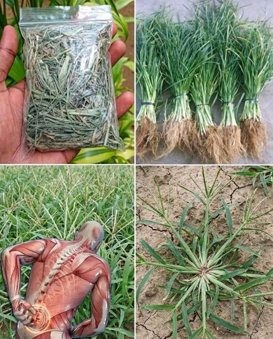 Herbalisque tweet media