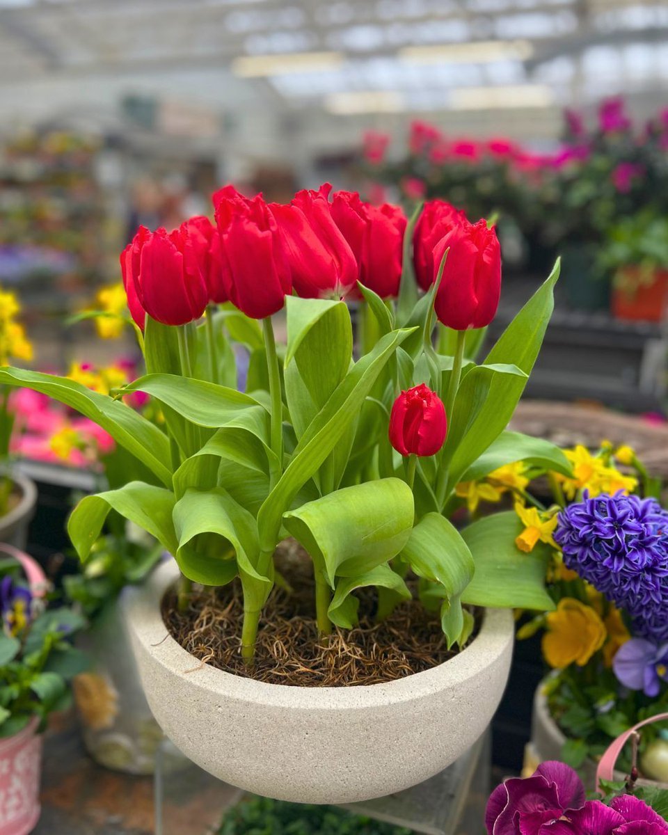 Hicks Nurseries tweet media