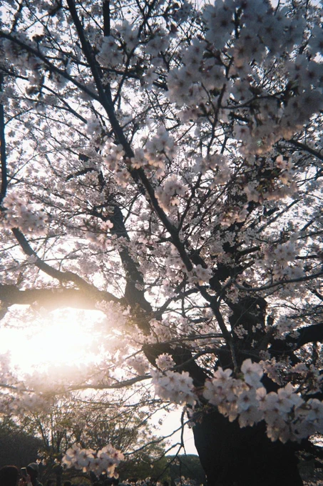 イラストに使ったお写真たち