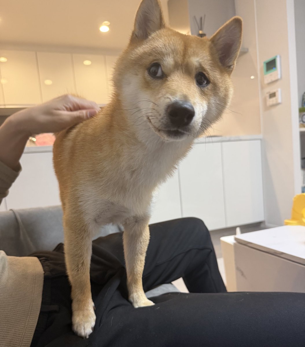 豆柴🐶育三郎 tweet media