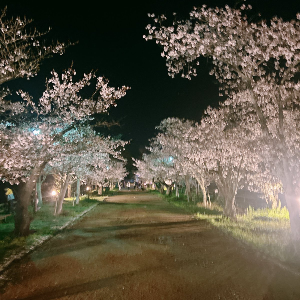 さくら🍮 tweet media