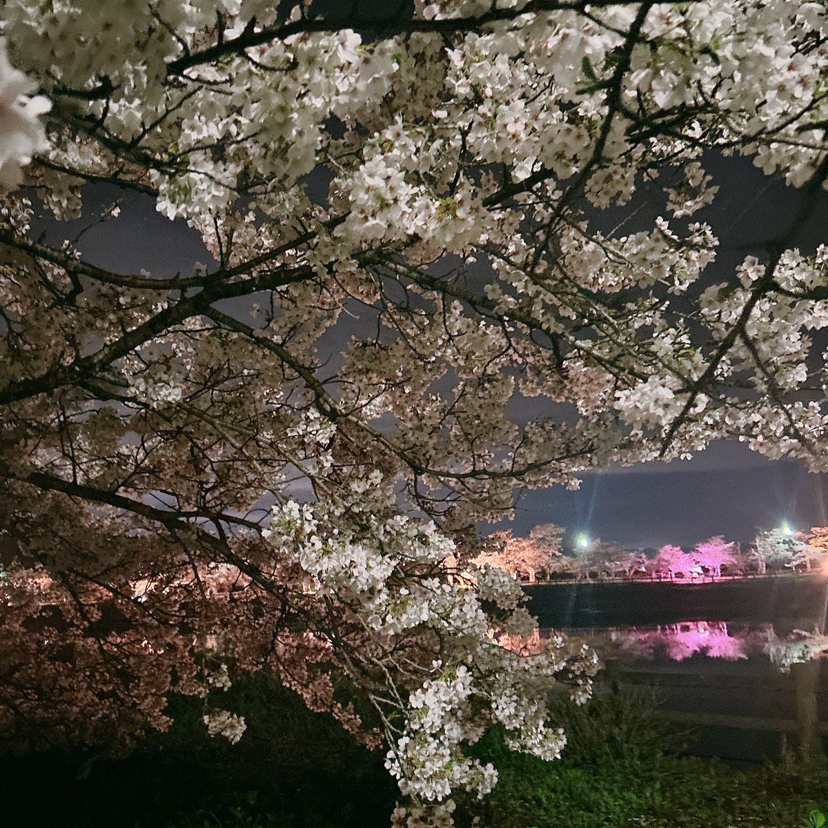 さくら🍮 tweet media