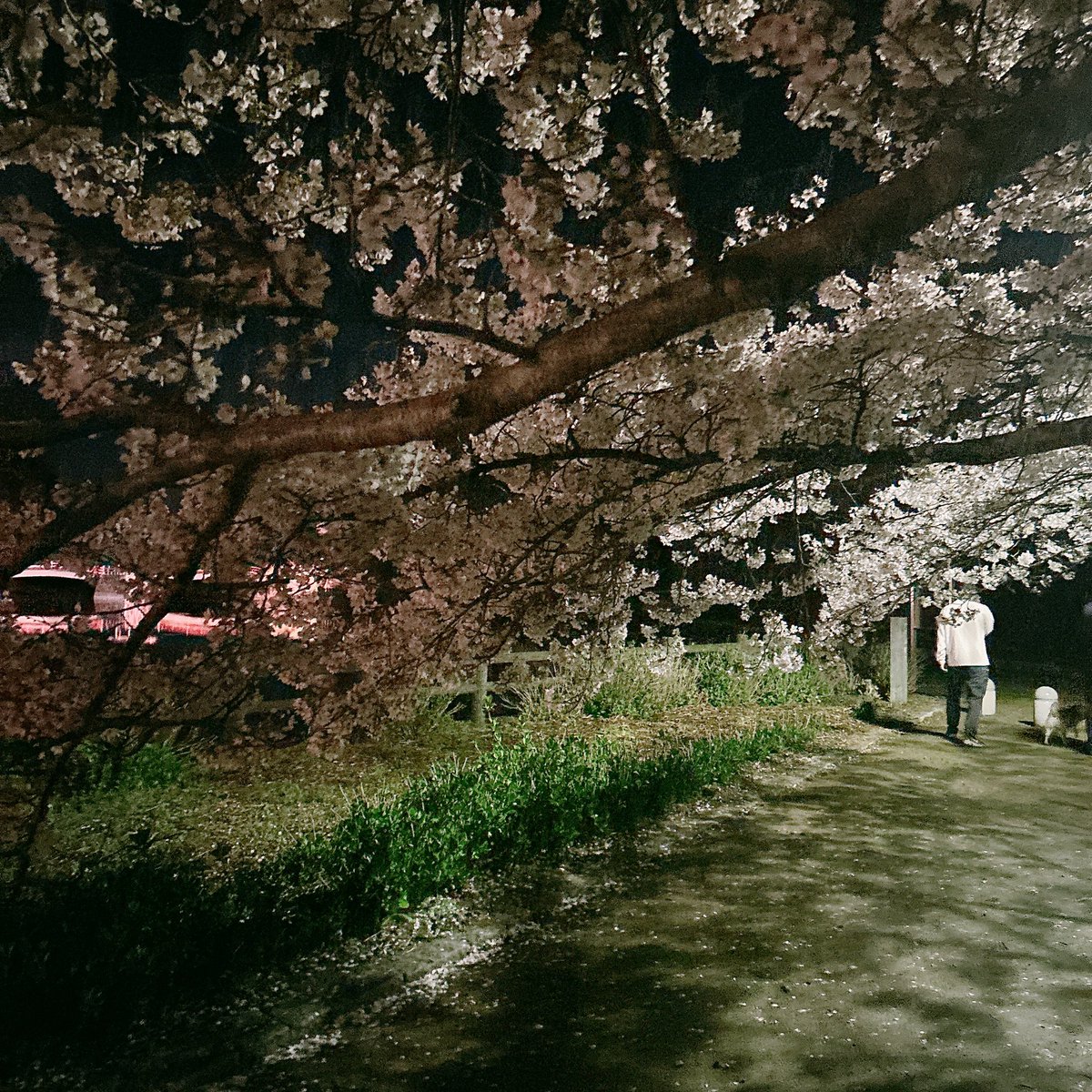 さくら🍮 tweet media