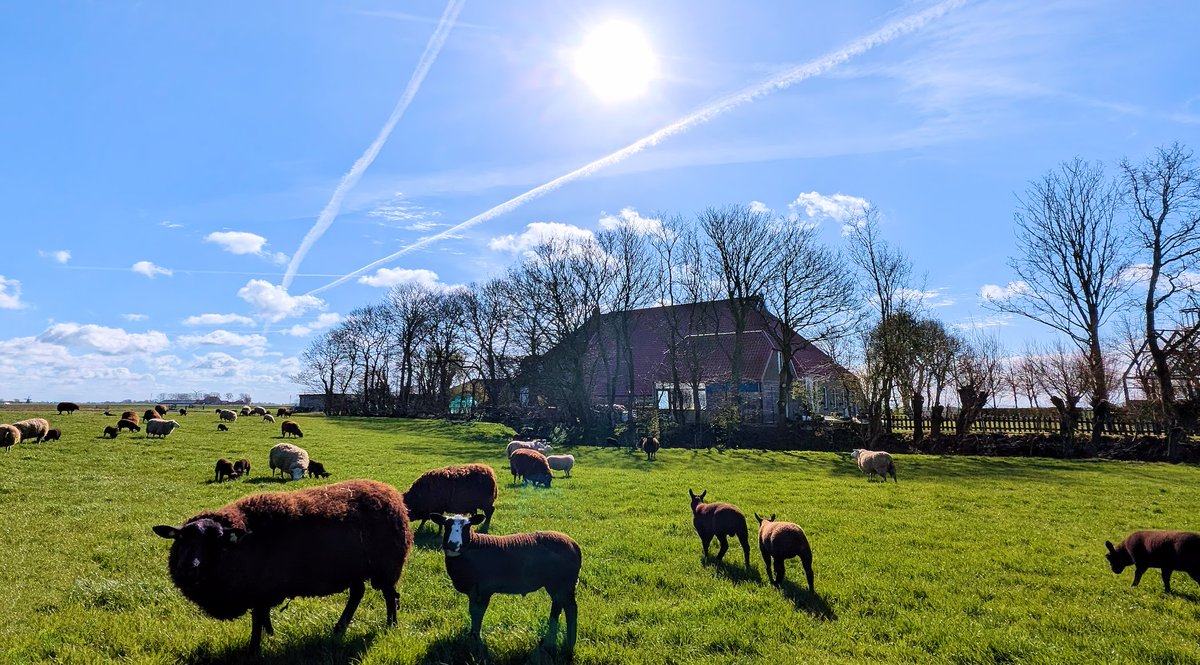 Ed v. Pelt tweet media