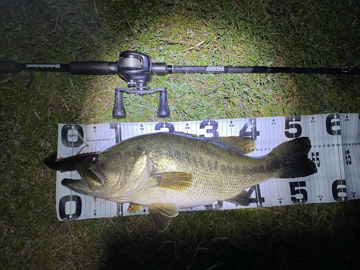 umechan_930's tweet photo. 先週末に40くらいの初バス釣れて
昨日の夜に2枚目が釣れたけど人だらけで投げるとこなくなってすぐ帰宅
全然行けてないってのもあるけどそれにしても釣れなかったな今年
ブリブリの鮒と雷魚はよく釣れたけど https://t.co/MaadSnx1ui
