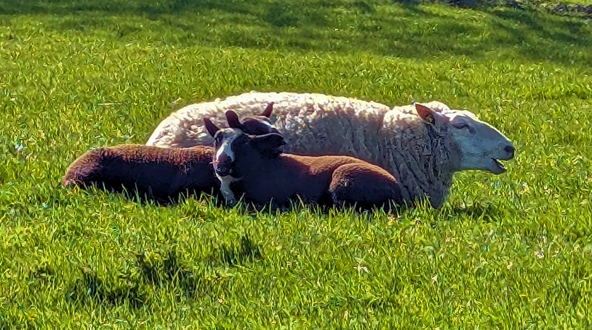 Ed v. Pelt tweet media