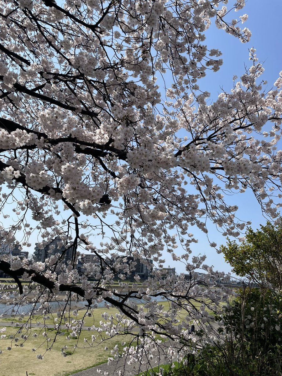 マッシ｜エッセイスト tweet media