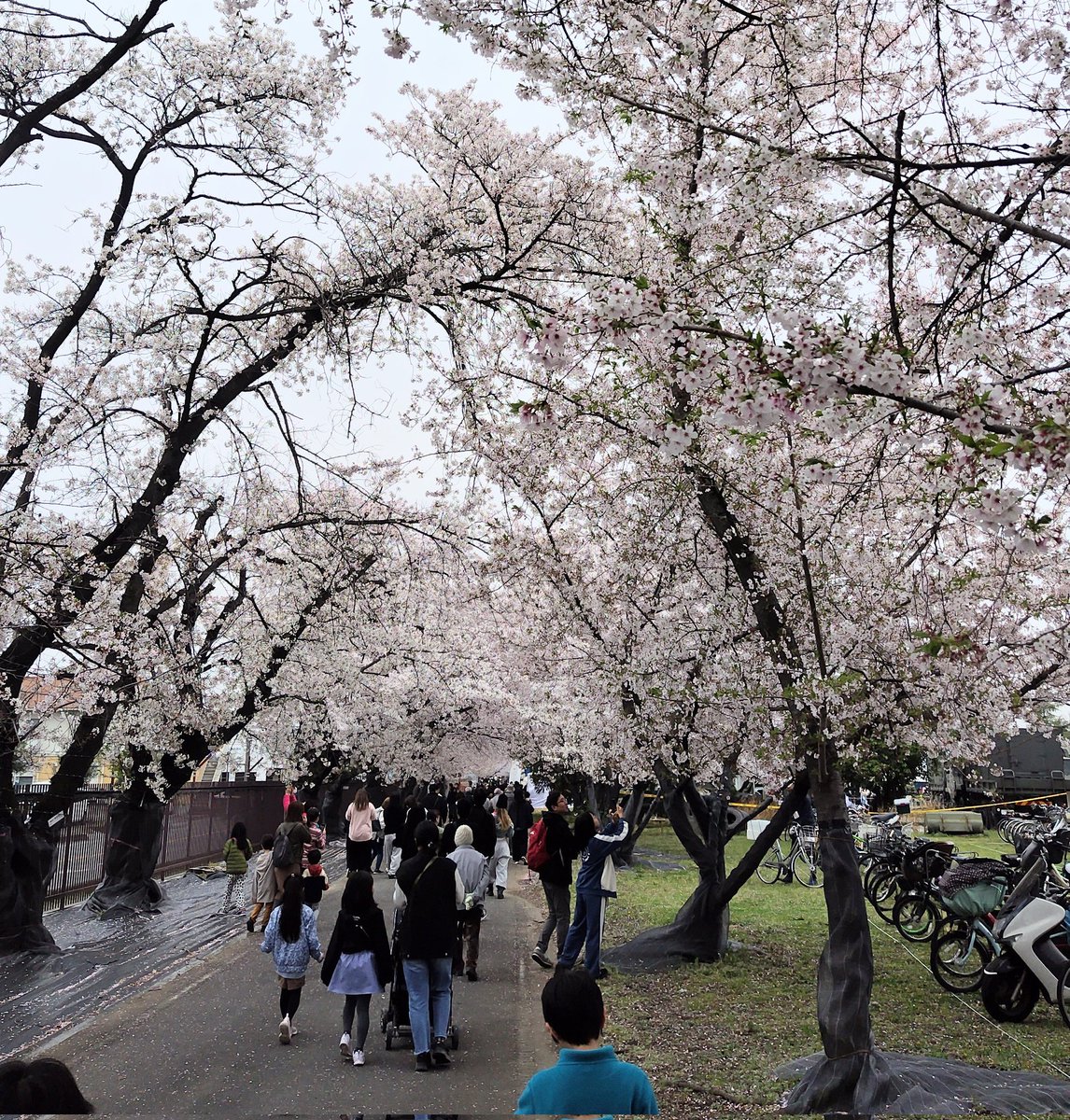 群馬県 新町さくらまつり2026 🌸 陸上自衛隊新町駐屯地 ガトーフェスタ