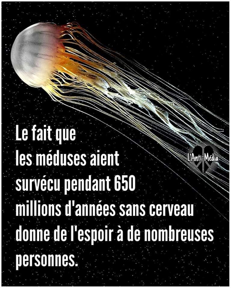 Destination Télé tweet media