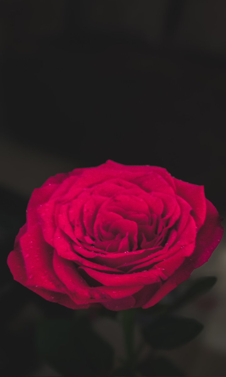 JainendraNahata's tweet image. Smiling rose 😊
#MyPhotohraphy
#ShotOnSnapdragon
#EditedInLightroom