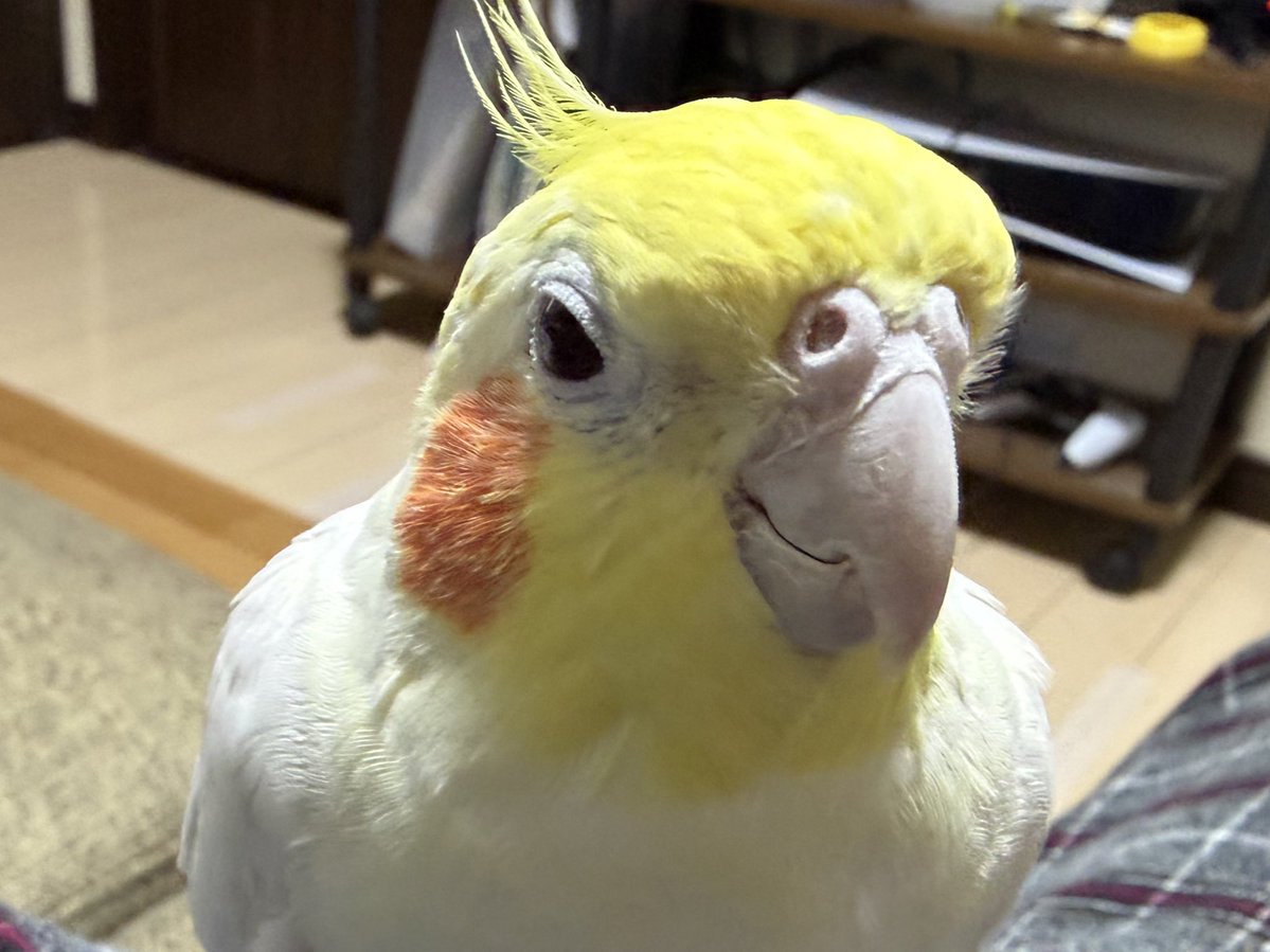 くらら tweet media