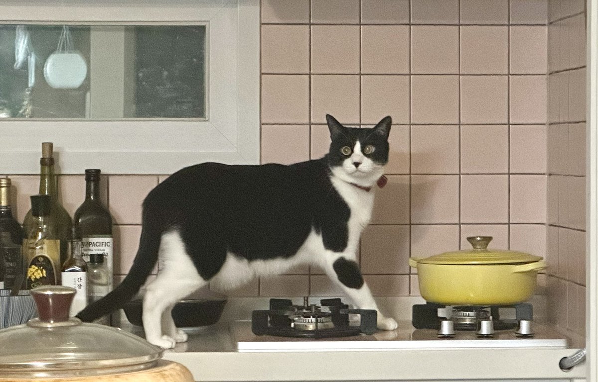 호밀밭의 사기꾼 tweet media