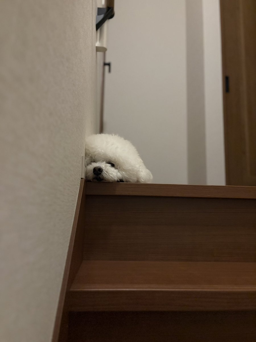 walnuts_pup's tweet photo. 2/3犬 https://t.co/k825Td9qJB
