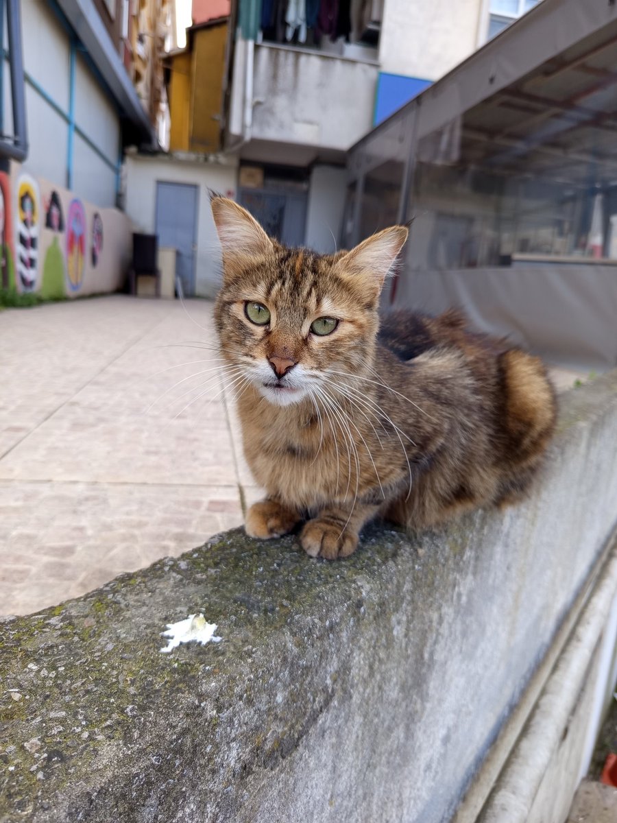 civciv 🌈 tweet media