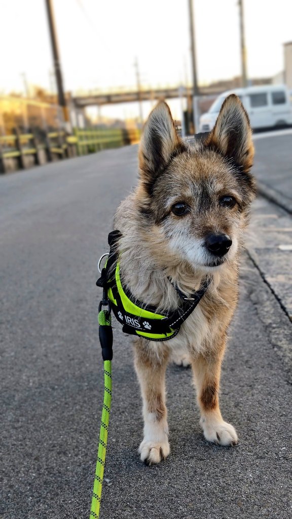 アイリス tweet media