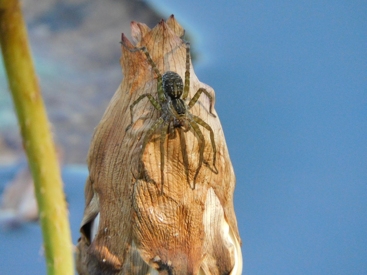 北極星🌟&風鈴草🍀 葉紫 tweet media