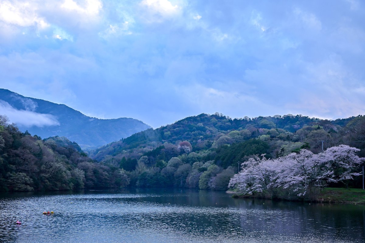 のぶねこ tweet media