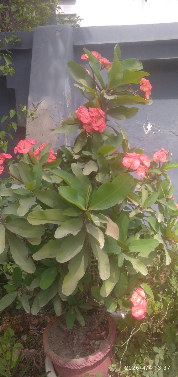 Splendor of Spring 🌼🌱 and Summer,Smiles of changing Seasons.Greenery gives a great cooling,soothing and pleasant touch to life.Yesterday was a windy dusty day ,after some showers,air is clean and calm.But global warming must recede to mitigate climate change. #seasons#greenery
