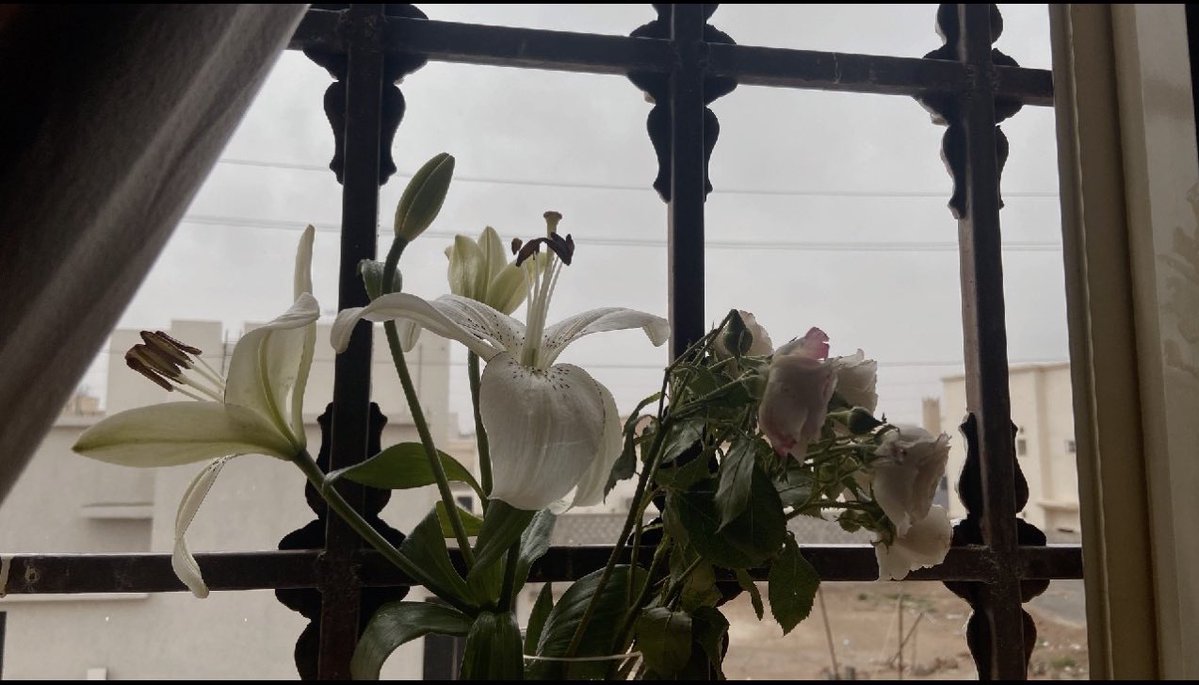 n alanzi tweet media