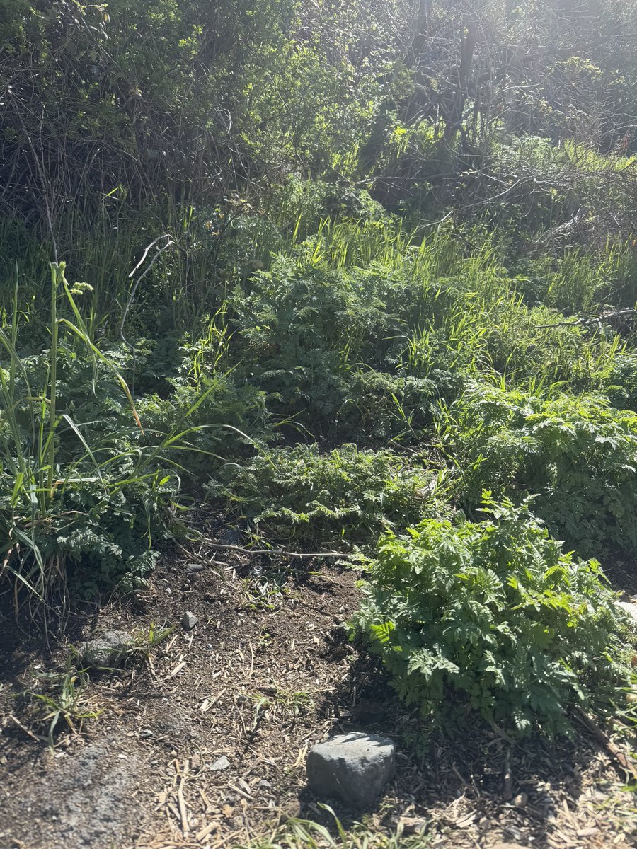 joan carles tweet media