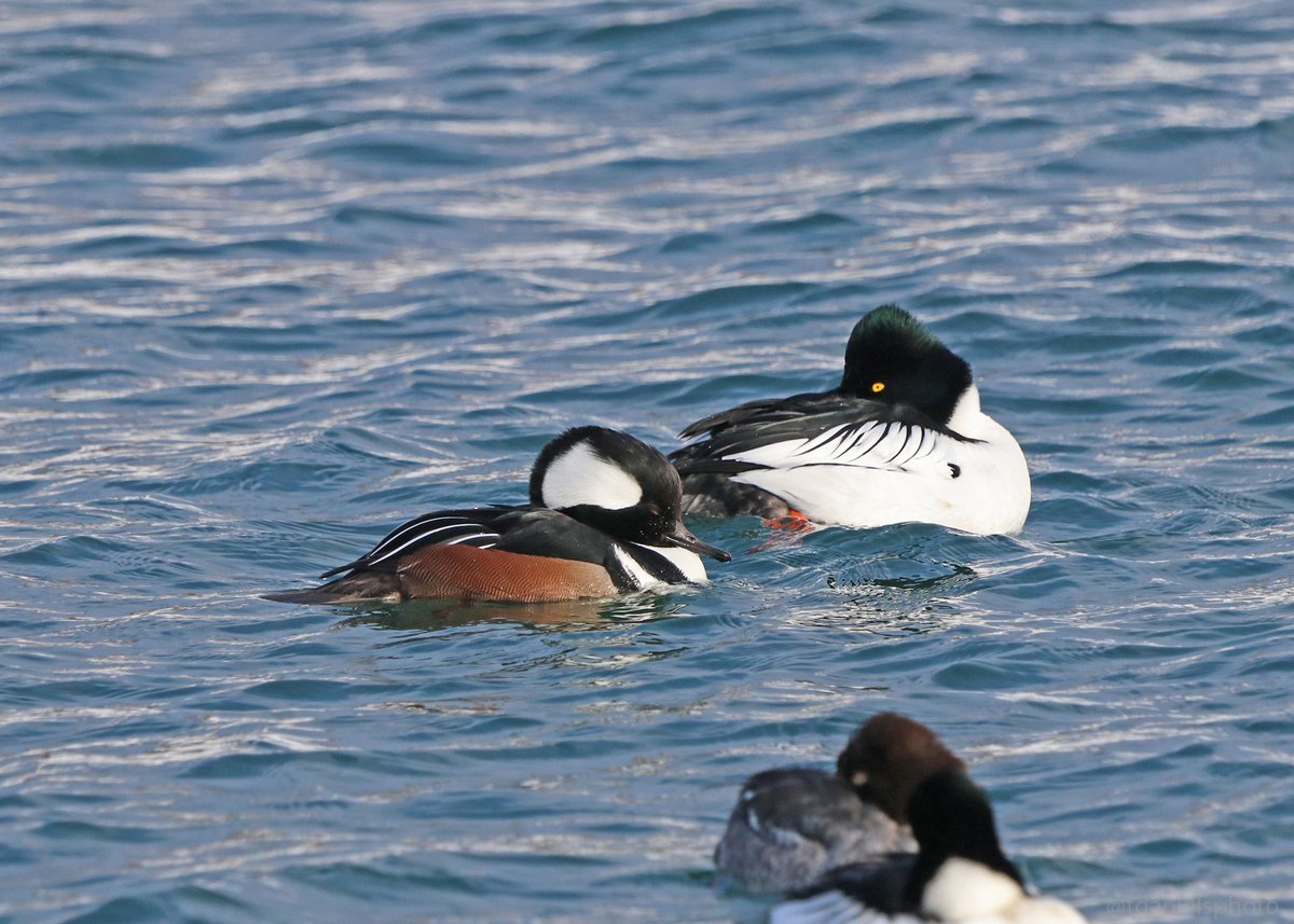 Terry Hlywka tweet media