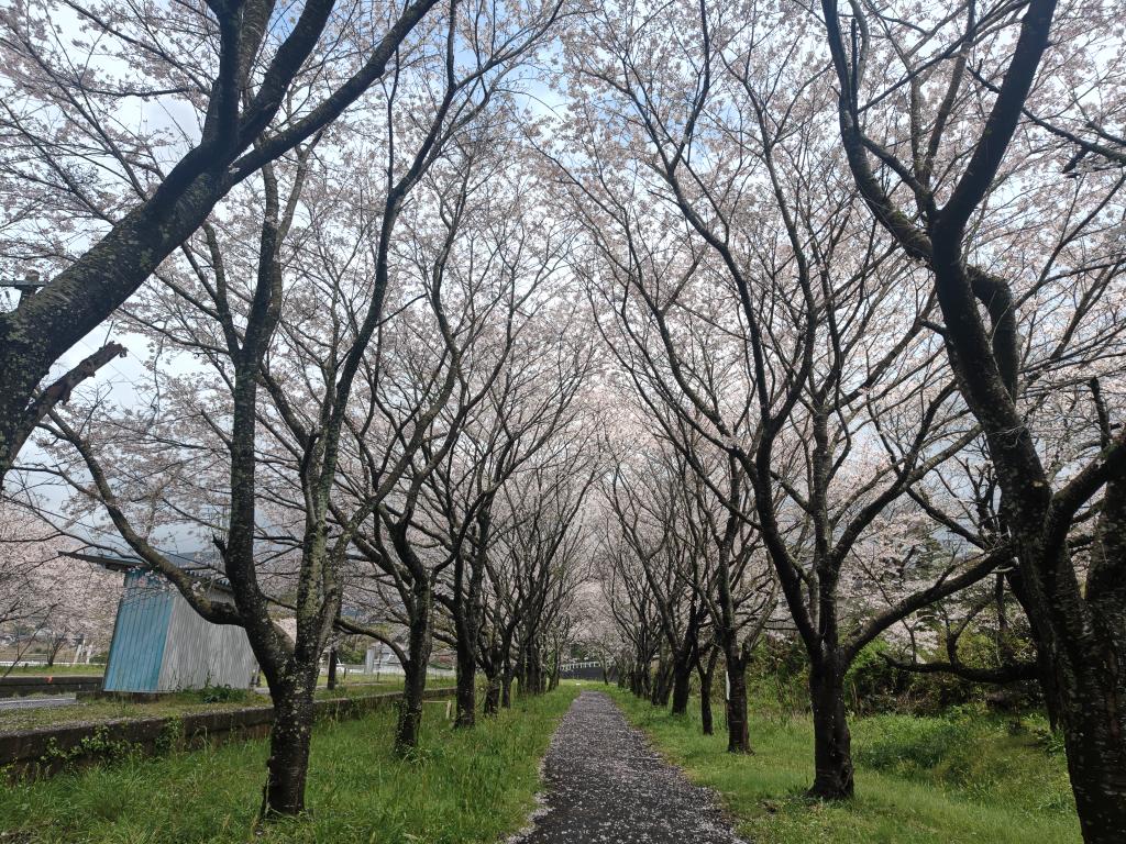 Yuki_55555's tweet photo. 実はいつもの場所の前に、
松浦鉄道に乗って吉井駅に行って来ました。

「運転席からの風景」（違ってたらごめんなさい）を見て、去年から行ってみたかったのです。 https://t.co/3k4H0nffNs