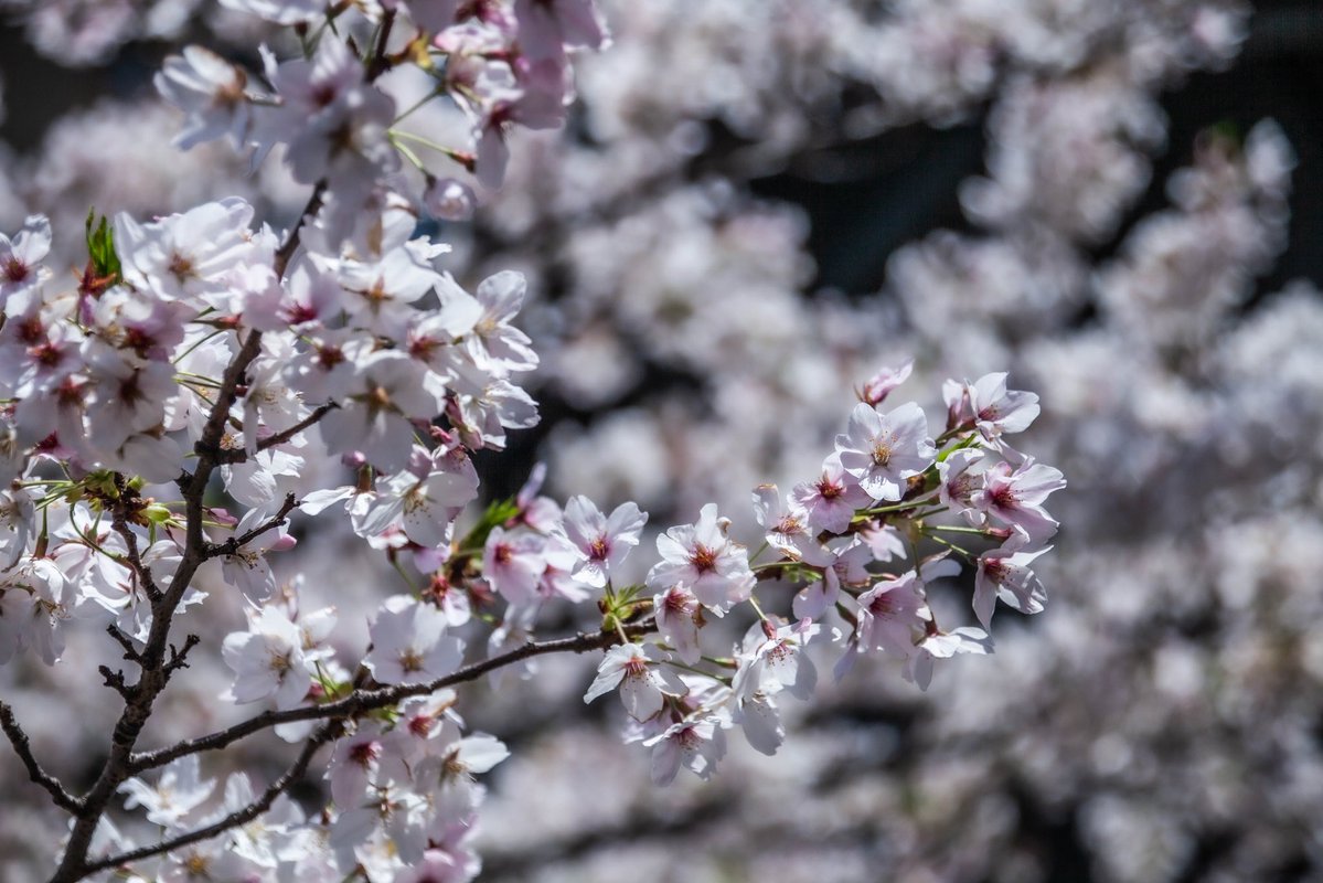 roncan0914 tweet media