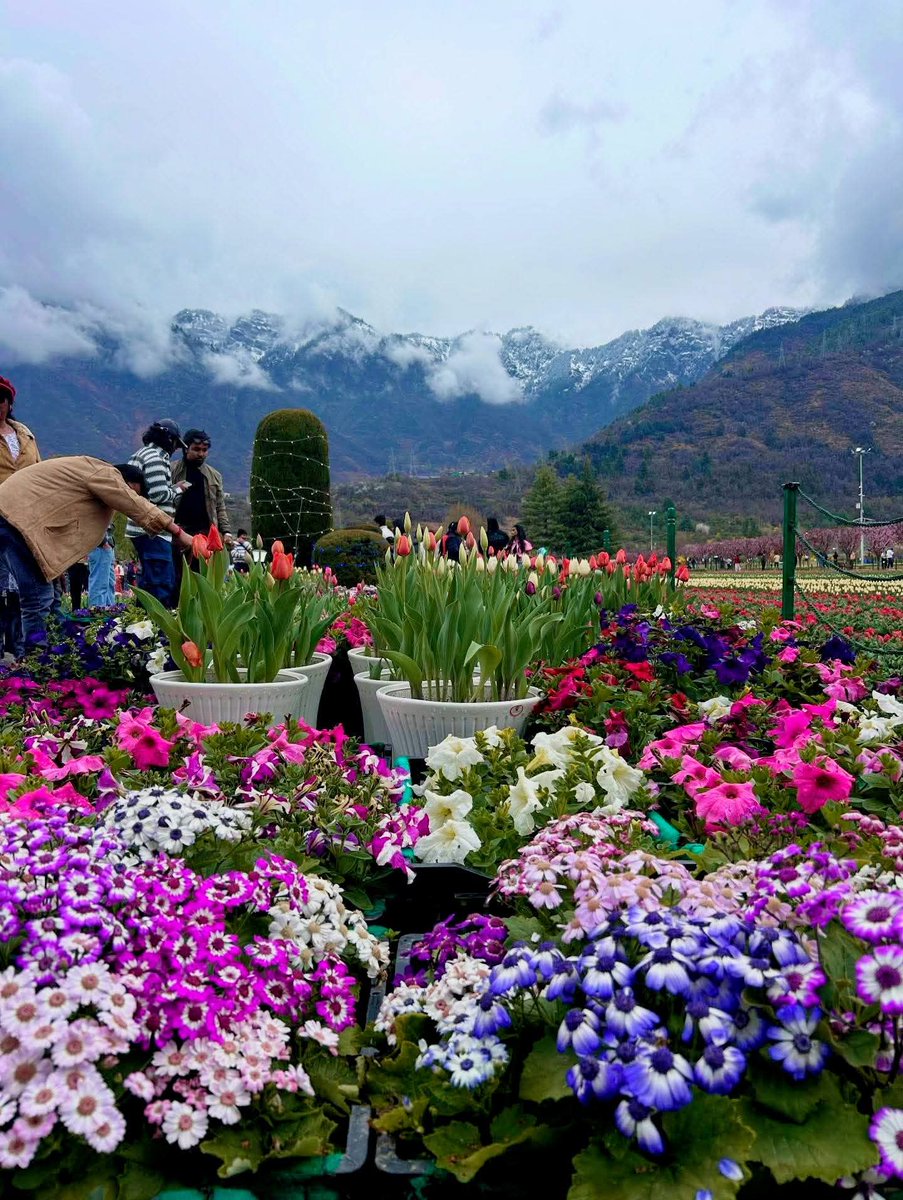 SheikhShah16043's tweet photo. 🌷 The wait is over! #TulipGarden in Srinagar is open for tourists.The garden with 18 lakh tulips across more than 70 vibrant varieties is perfect place to stroll, soak in the colors of spring, and experience the magic of🌻🌹🌷. 
#TejRan #bbvipal5 #paobc #Iran #IranWar #Varanasi https://t.co/saNDfZIfjf