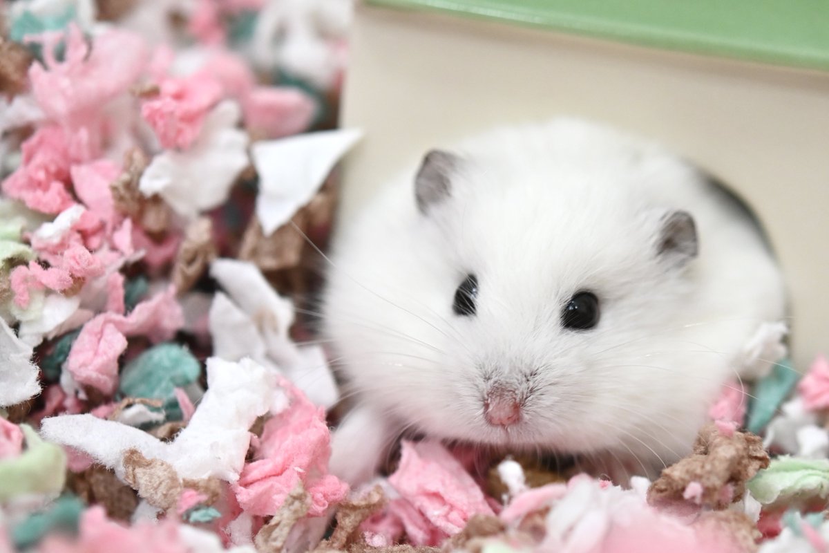 ほわほわのほわ tweet media