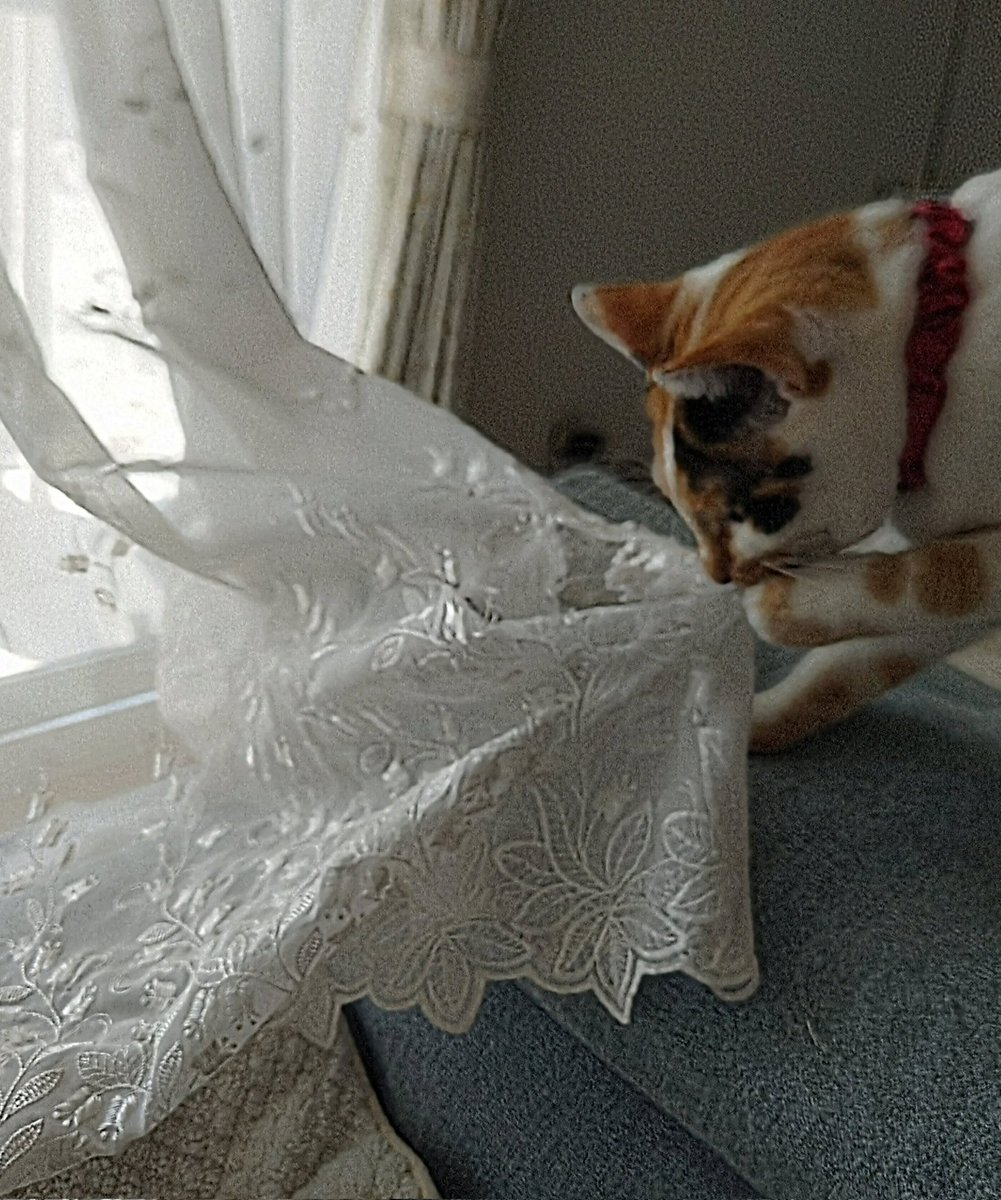 ๅ๐พใ่ฟไบ้
ใใใกใง็ณใ่จณใใใพใใ๐โโ๏ธ๐ฆ tweet media