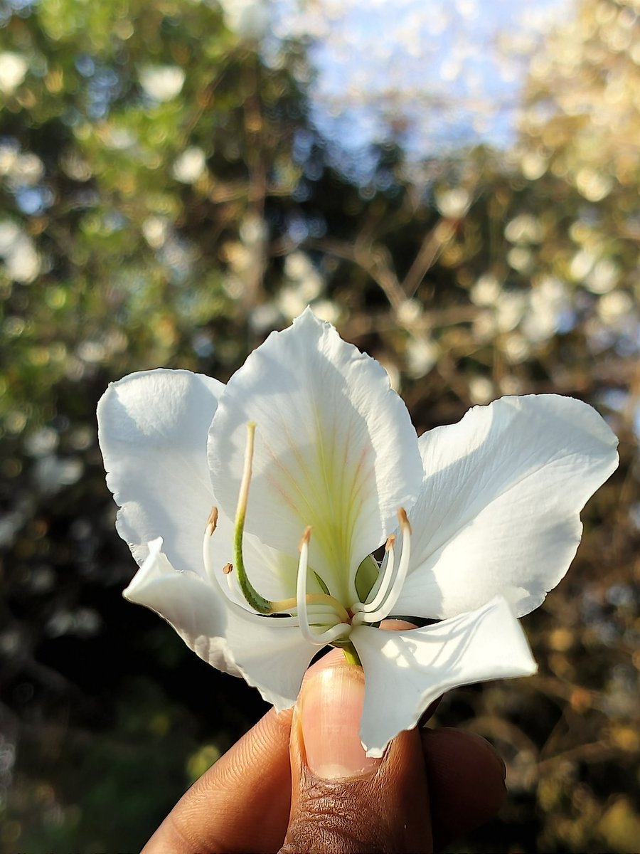 Umesh Shah tweet media