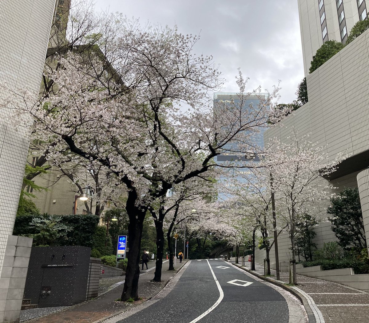 溜池山王駅近くの桜坂。まだギリギリ咲いているとは言え、葉っぱも見え始めていました。このそば、これまでに何度も通っていますが、桜並木があることには今日、初めて気づきました。この季節に来たのが初めてだったからでしょうね…大体、クリスマスのメサイアの時くらいしか来ていませんから。