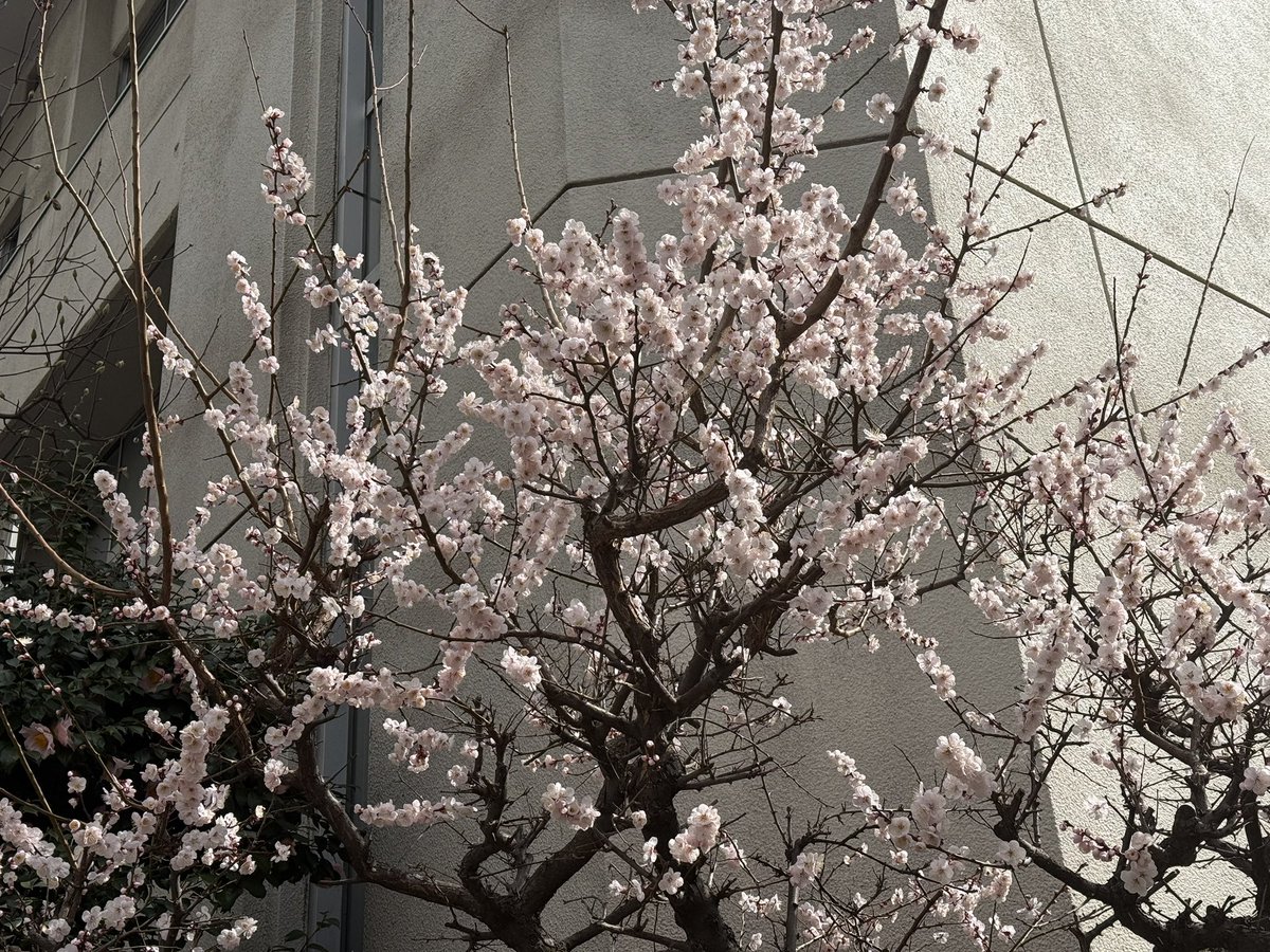 haillin's tweet photo. 今年の桜
とに���くこの2週間以上、死ぬほど忙しくて、気づいたら咲いていた
そして満開になっていた https://t.co/zRVuE2lPvl